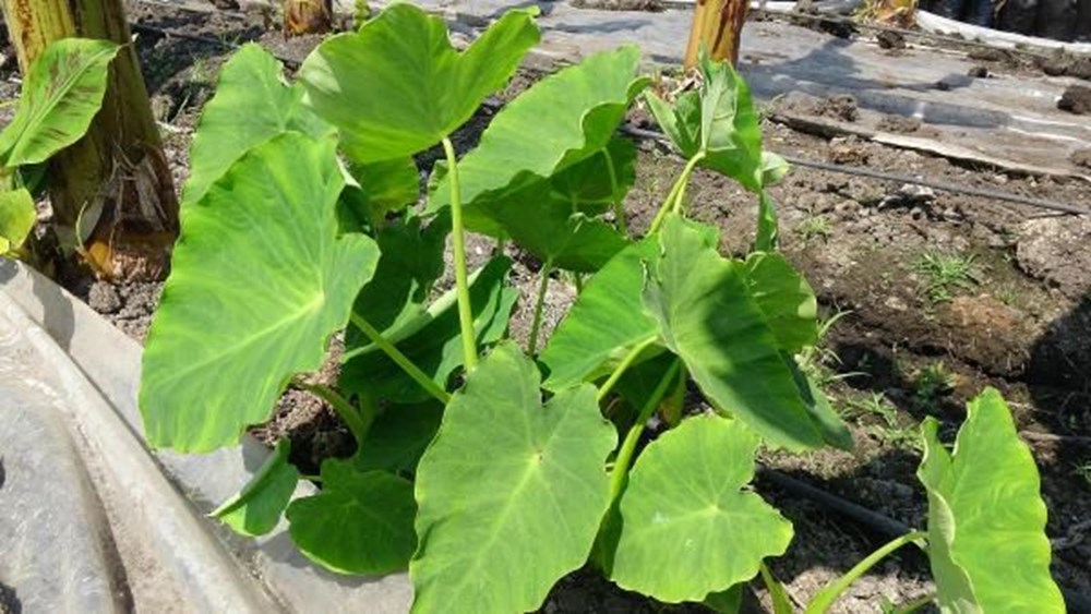 Çiftçinin yeni gözdesi gölevez: Dönümde 50 bin TL kazandırıyor - 3