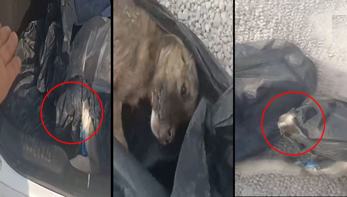 Yavru köpeklere işkence: Poşetleyip bagaja koydular