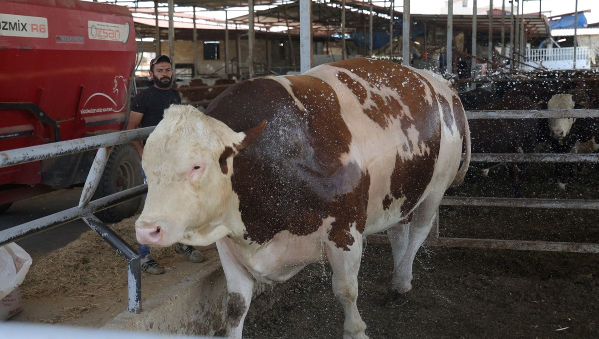 Bin 400 kiloluk tosun: Fiyatı 420 bin TL