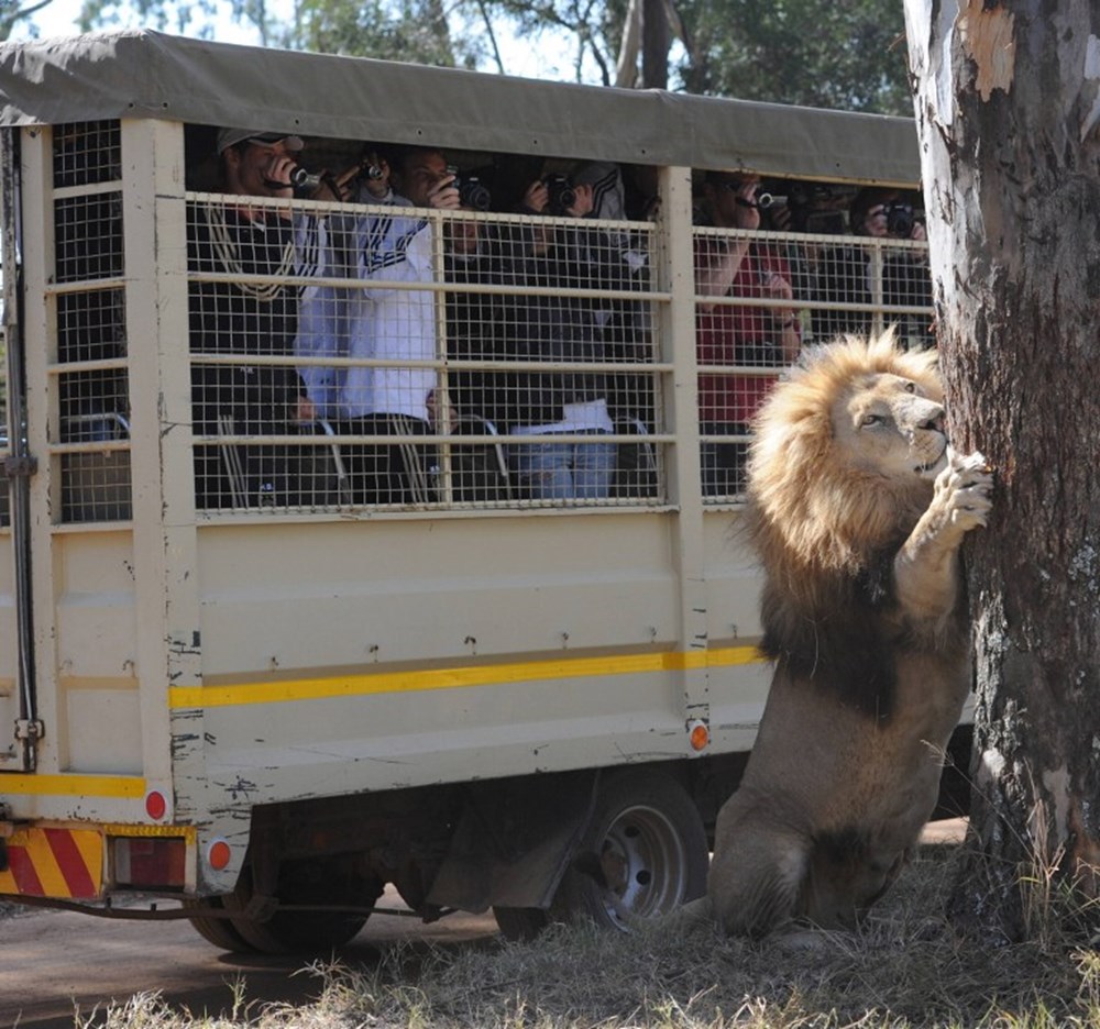 Fil, turistleri taşıyan safari aracına saldırdı