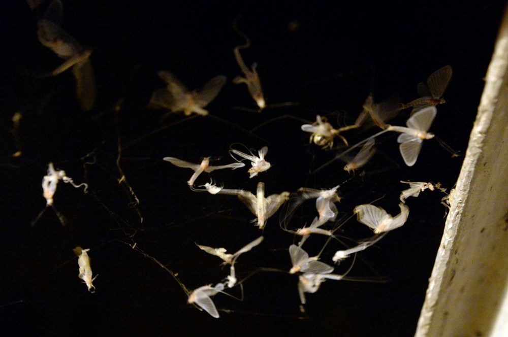 Ardahan'da "bir günlükler"in ölüm uçuşu başladı - 6