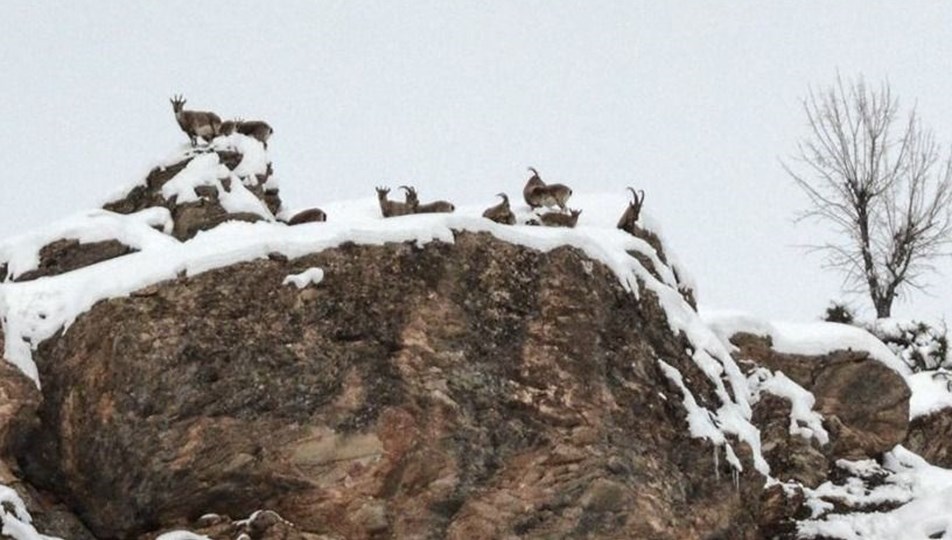 Tunceli'de yaban keçisi avı yapılmasının söz konusu olmadığı açıklandı