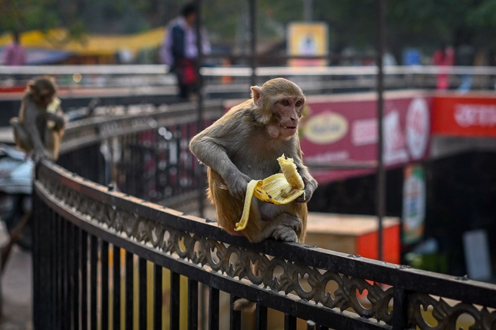 Hindistan'da G20 Liderler Zirvesi öncesi "maymun" önlemi: Langur sesi çıkarabilen personel görevlendirilecek - 3