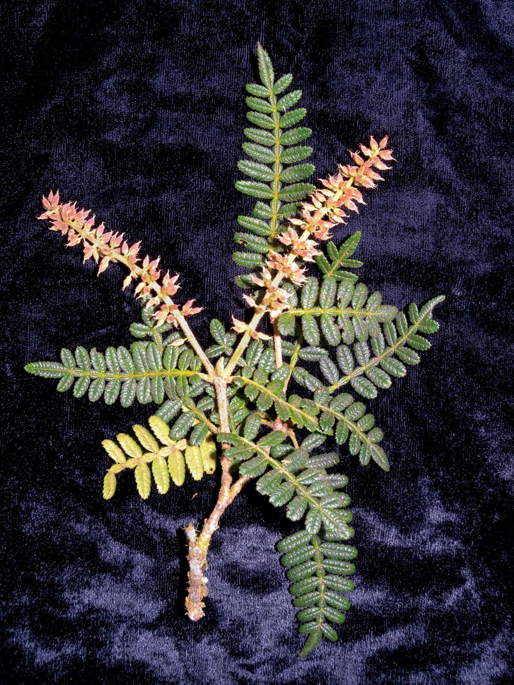 Bilim insanları 20 yeni canlı türü keşfetti - 9