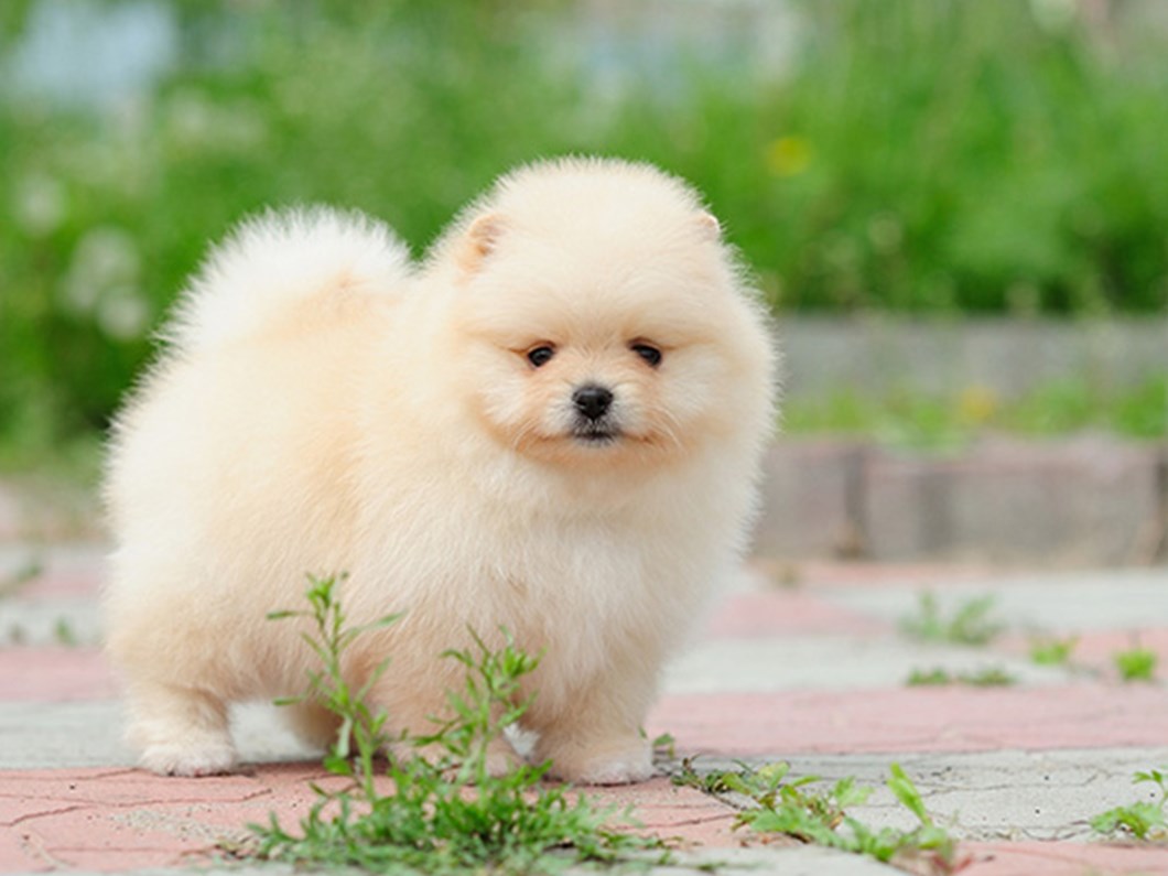 sinir kapisinda 15 yavru pomeranian ele gecirildi ntv