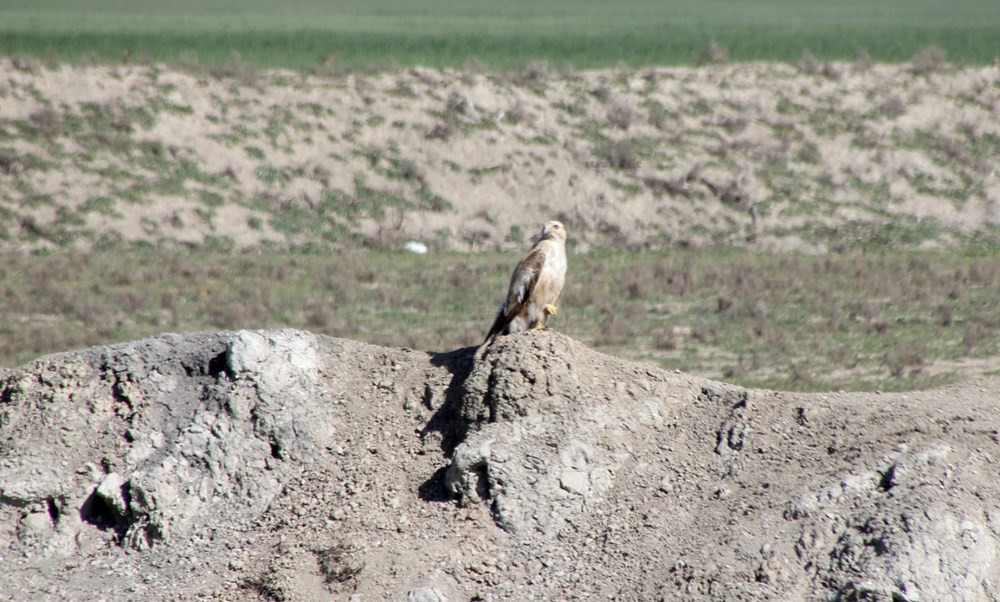 Göç yolu üzerindeki Hatay'ı 233 kuş tipi ziyaret etti 73 foK7yzHu4EmTdU8uge SYQ