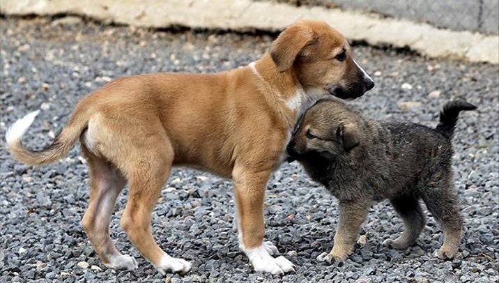 Kayseri'de köpek dövüşü