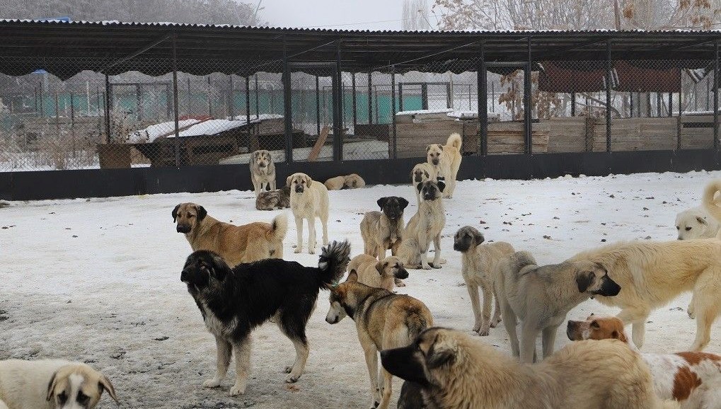 Erzincan’da köpek katliamı iddiası: Belediye çalışanları görevden uzaklaştırıldı