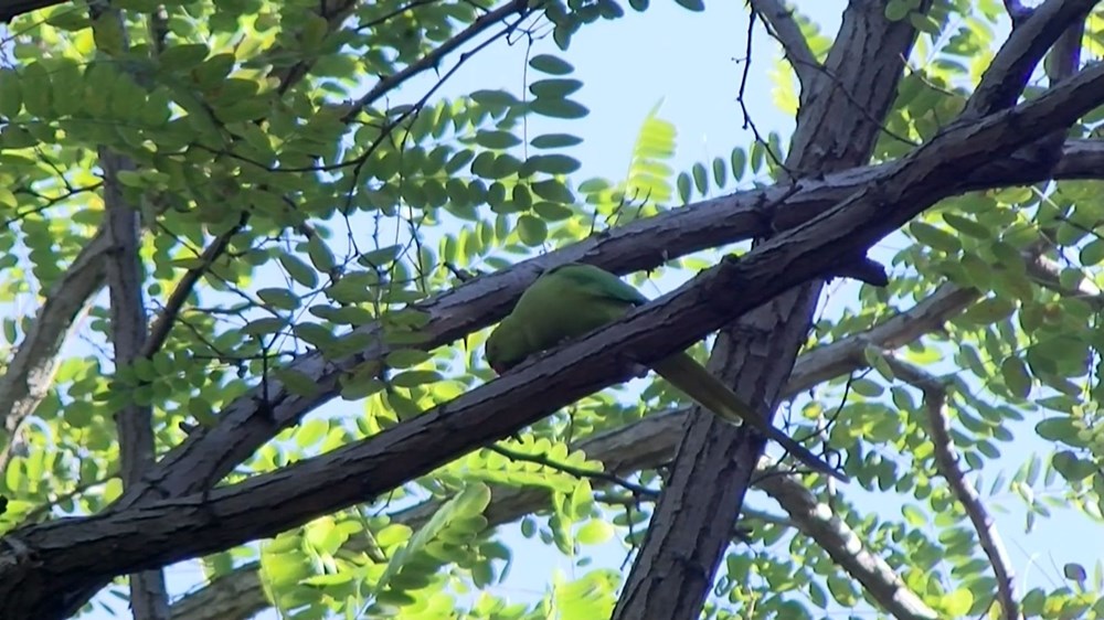 İstanbul'da yeşil papağan sayısı artıyor - 4