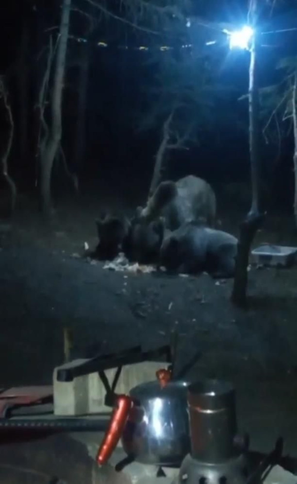 Uludağ'da aç kalan ayılar kamp alanına indi - 2