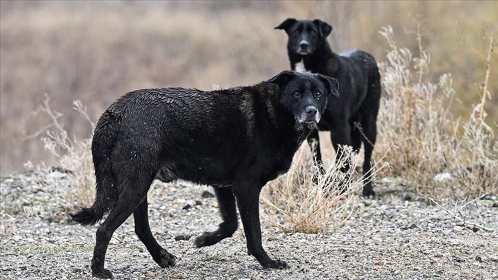 Sokak köpekleri kanun teklifi hazır: Uyutma seçeneği için yeni karar - 2