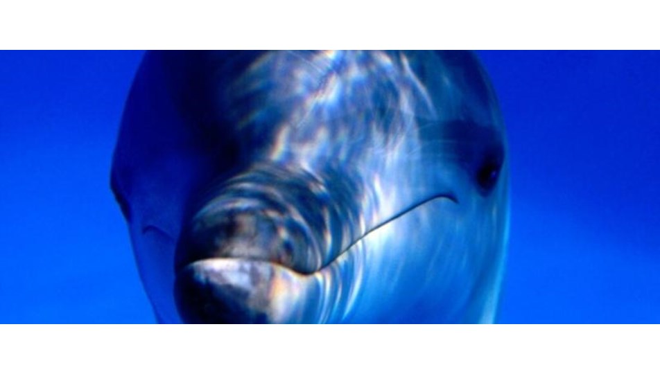 Cocuk Doktoru Yunuslar Ntv