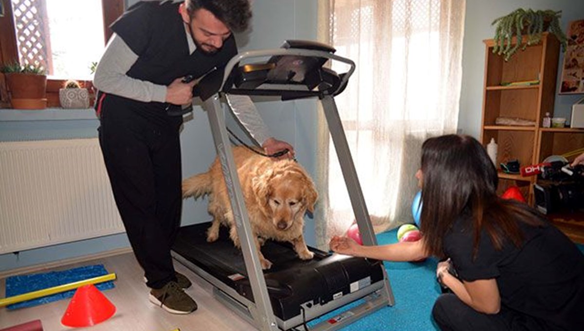 Obez köpek Paşa, 3 yılda 30 kilo verdi