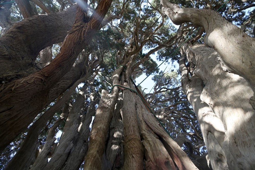 İran'ın en yaşlı ağacı Dünya Mirası Listesi'ne girmeyi bekliyor - 3