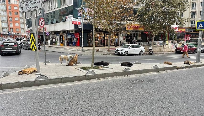 İstanbul'da valilikten sokak hayvanları yazısı