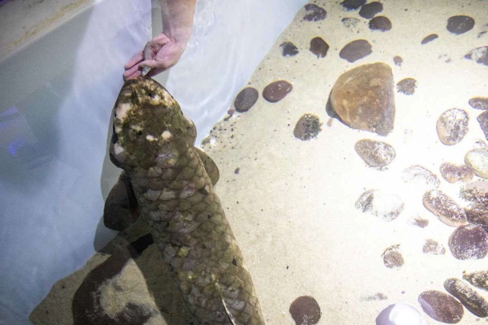 Dünyanın en yaşlı akvaryum balığı belirlendi: Metuşelah - 4