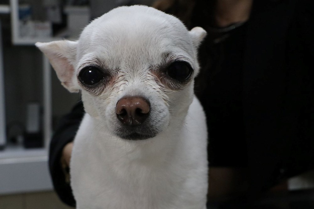 Mini'nin Horultu Serüveni: Uykusuz Gecelerin Neden Kaynağı? 72 fzjXqb5EV0ubOzN61rOkiA