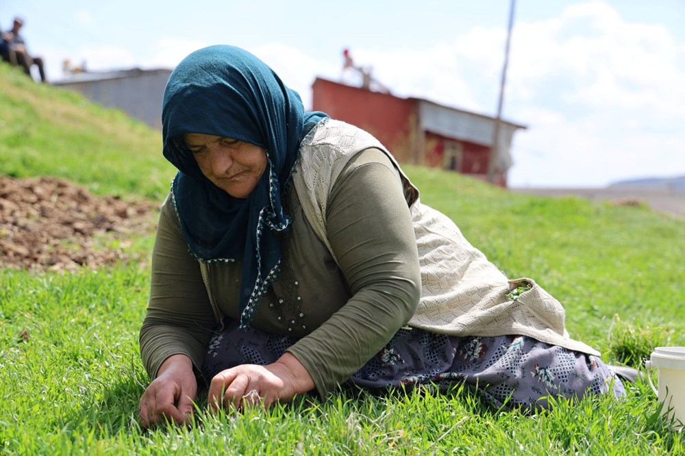Bin bir zahmetle elle tek tek toplanan bitki: Gribe yeterli geliyor, idrar sökücü özelliği var 73 fzskwEt3cUaFwXETwBiy3A
