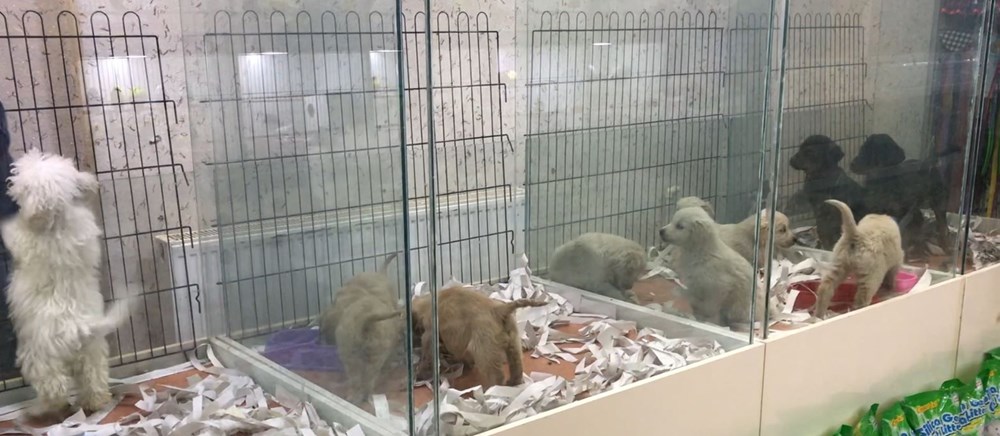 Pet shoplarda kedi-köpek satışında son günler - 6