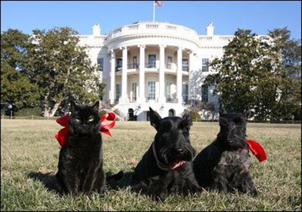 Joe Biden, Beyaz Saray’a sahiplendiği iki köpeği ile taşınacak (Beyaz