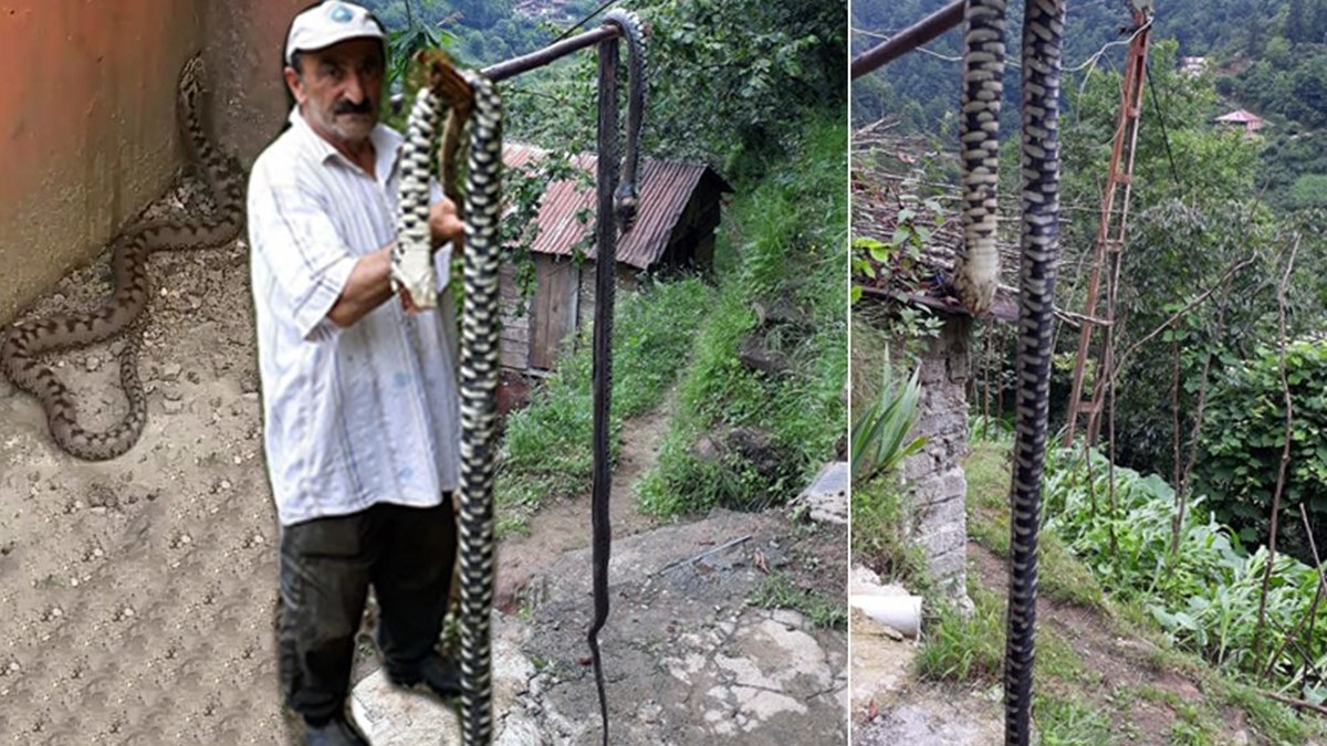 karadeniz de yilan korkusu zehri emerek degil plastik enjektorle cekin