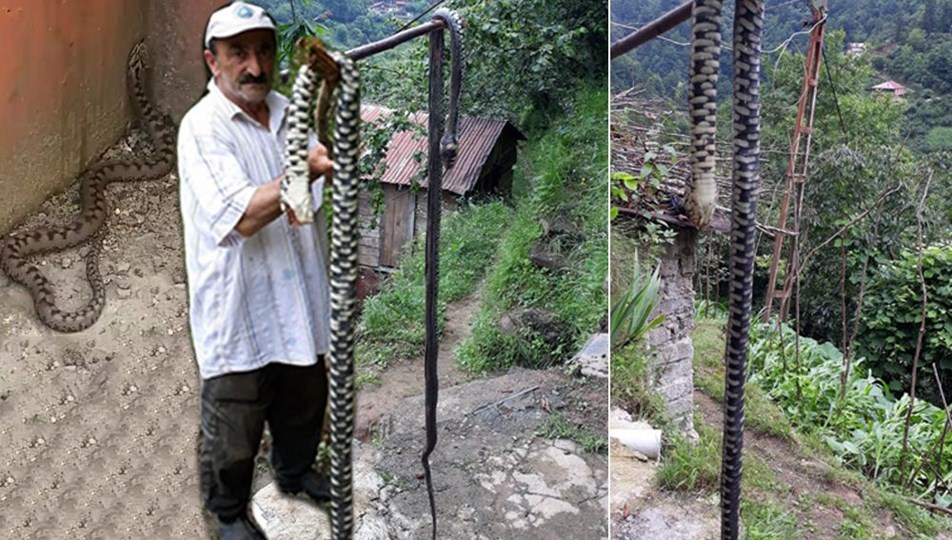 https www ntv com tr turkiye karadenizde yilan korkusu zehri emerek degil plastik enjektorle cekin nkzspxegmucg3gnrfmpknq