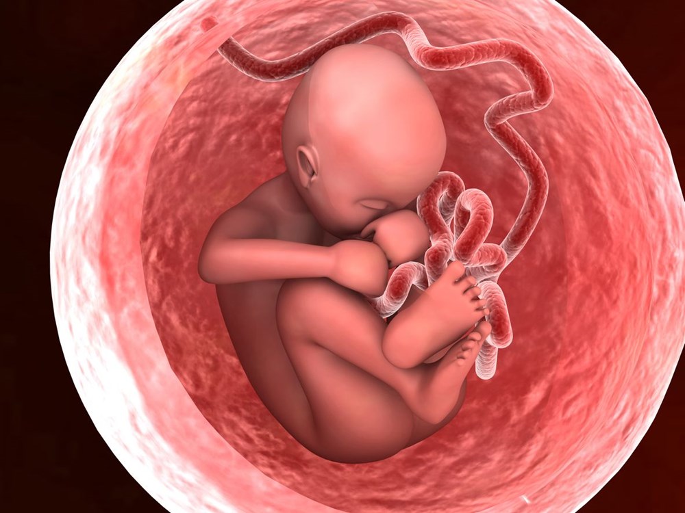 Harvard Üniversitesi: Covid-19’lu hamile ölümlerinin nedeni bebeğin cinsiyeti olabilir - 3