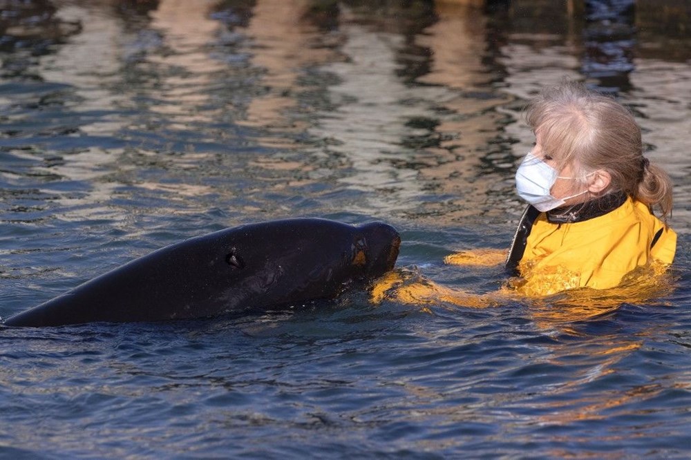 Yavru katil balinanın annesini kurtarmak için zamana karşı yarışıyorlar - 2
