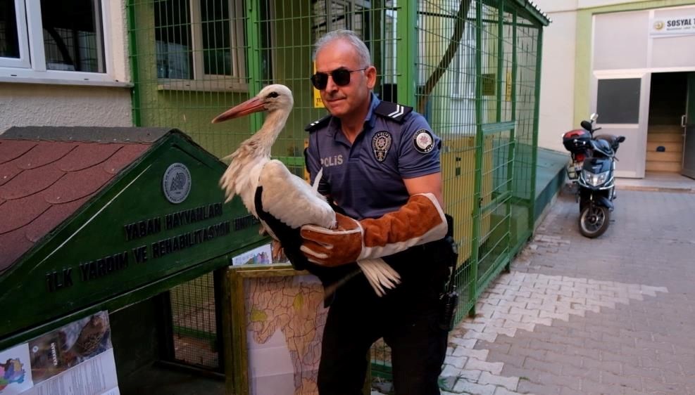Yaralı leylek koruma altına alındı