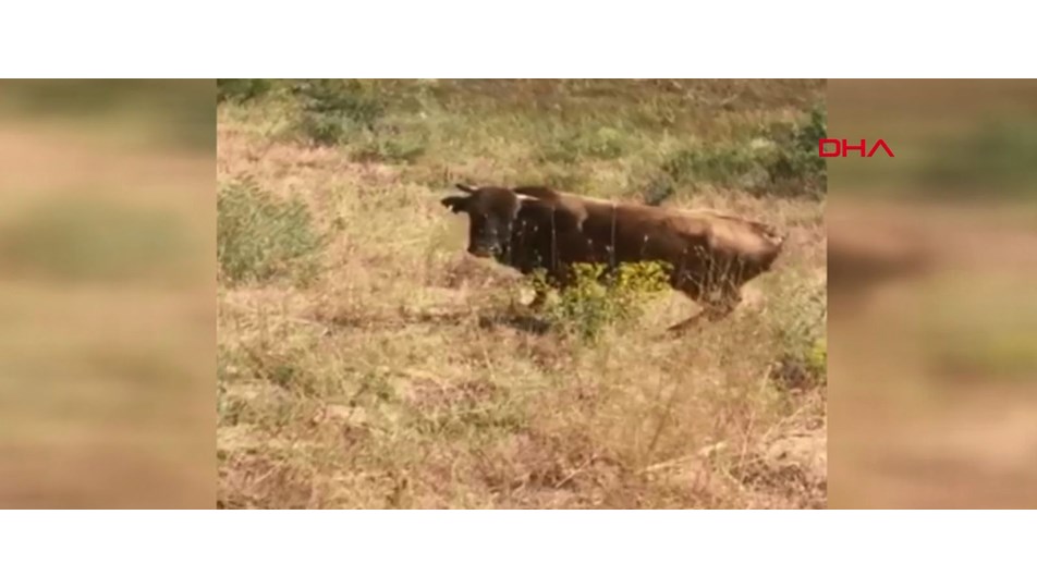 Kurban Bayramı'nda kaçan boğa yaylada bulundu