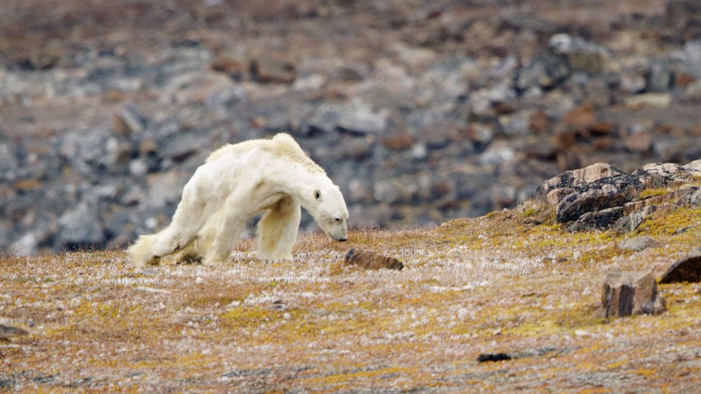Bilim insanlarından umutlandıran keşif: İklim değişikliğine adapte olmayı başaran bir kutup ayısı topluluğu keşfedildi - 9