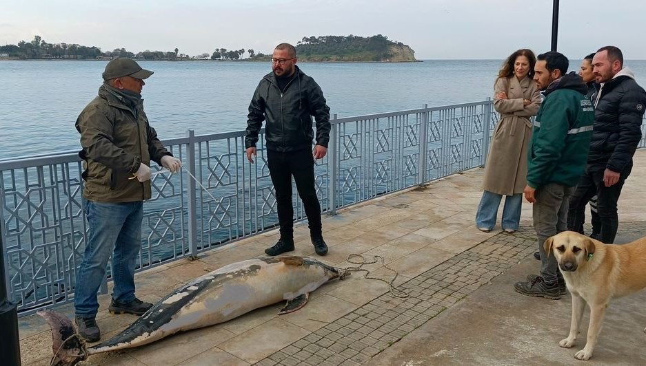 Aydın'da ölü yunus karaya vurdu