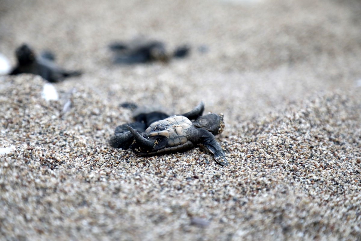 30 yıl aranın ardından yeni rekor gelecek mi? Caretta carettaların yavrulu yuva rekoruna son 6