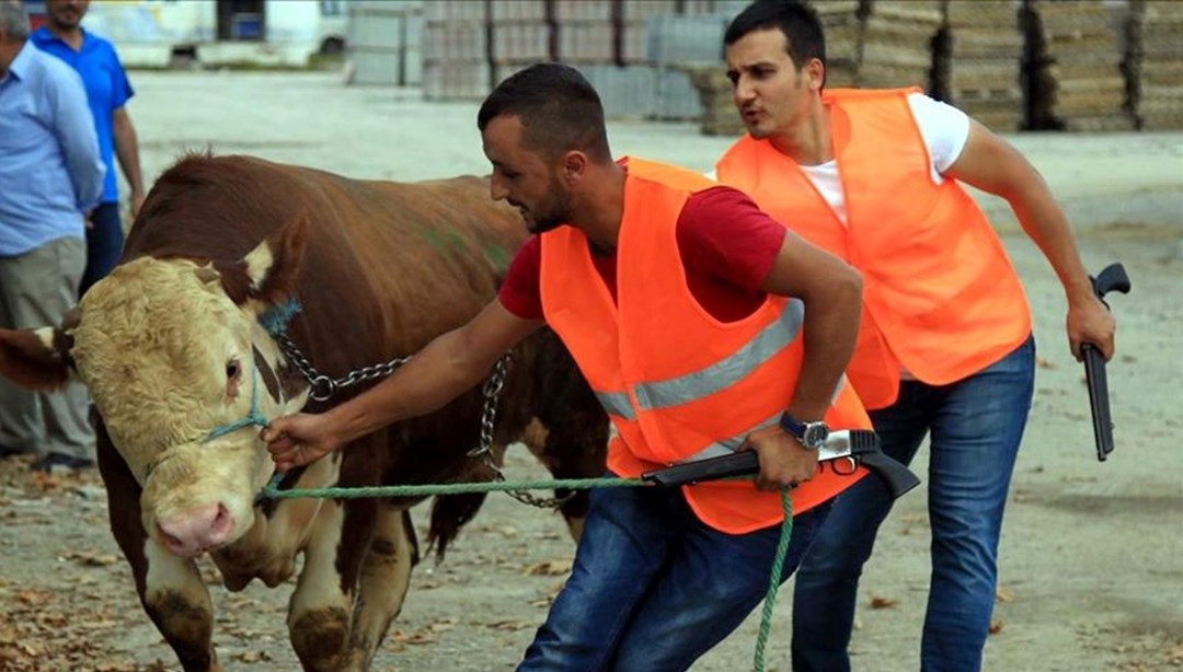 İstanbul'da kaçan kurbanlıklar için "Boğa Yakalama Timleri" kuruldu