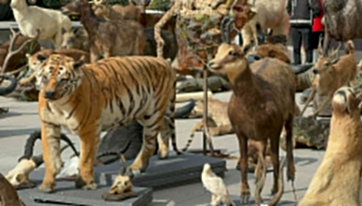 İstanbul’da dondurulmuş hayvan müzesine operasyon: Timsah, aslan, çita, bizon tahnitlerine el konuldu