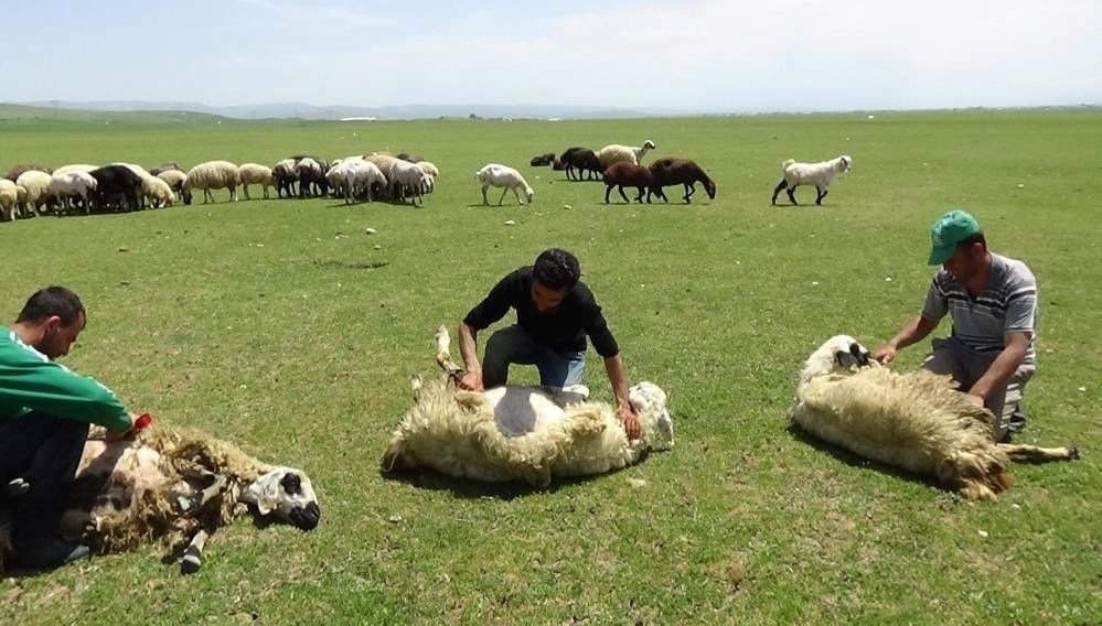 3 bin 370 rakımda koyun kırkma zamanı