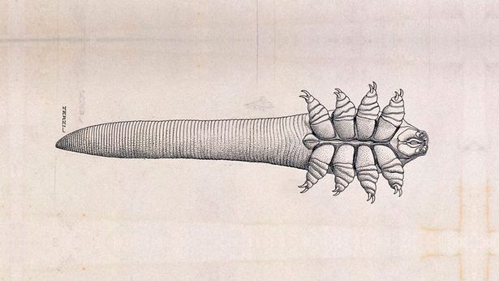 İnsan yüzünde yüzbinlerce akar yaşıyor: Demodex nedir? - 6