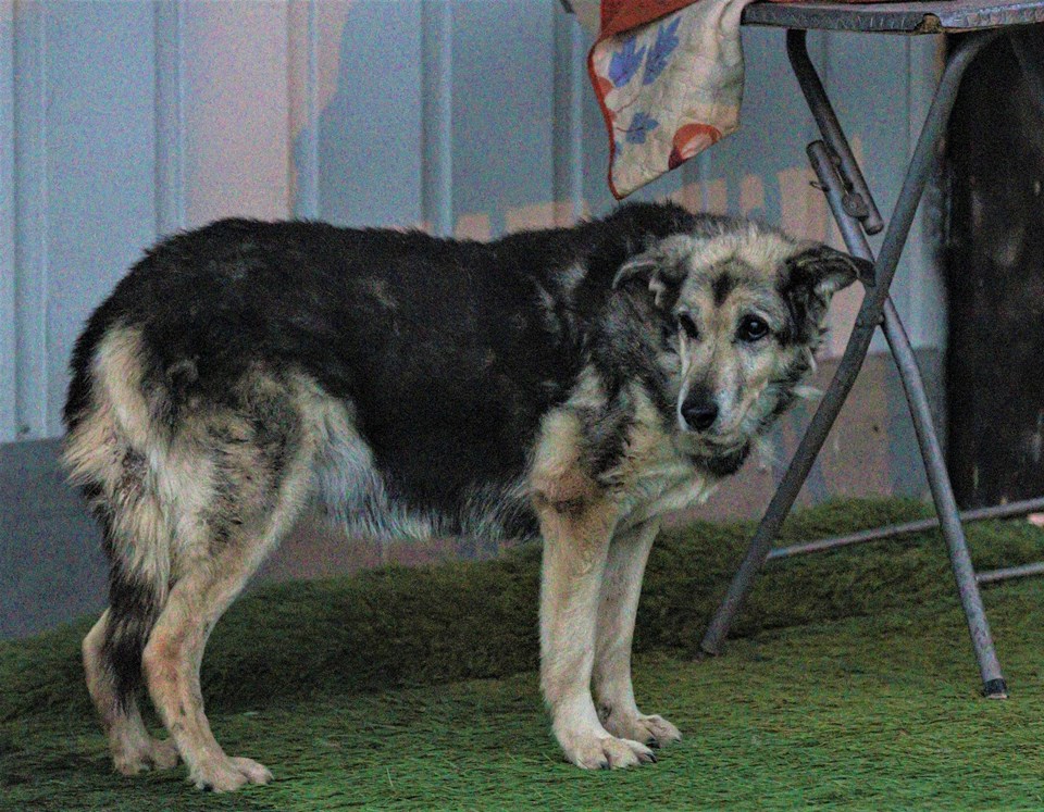 Tiner dökülerek yakılan köpek yaşama tutundu - 1