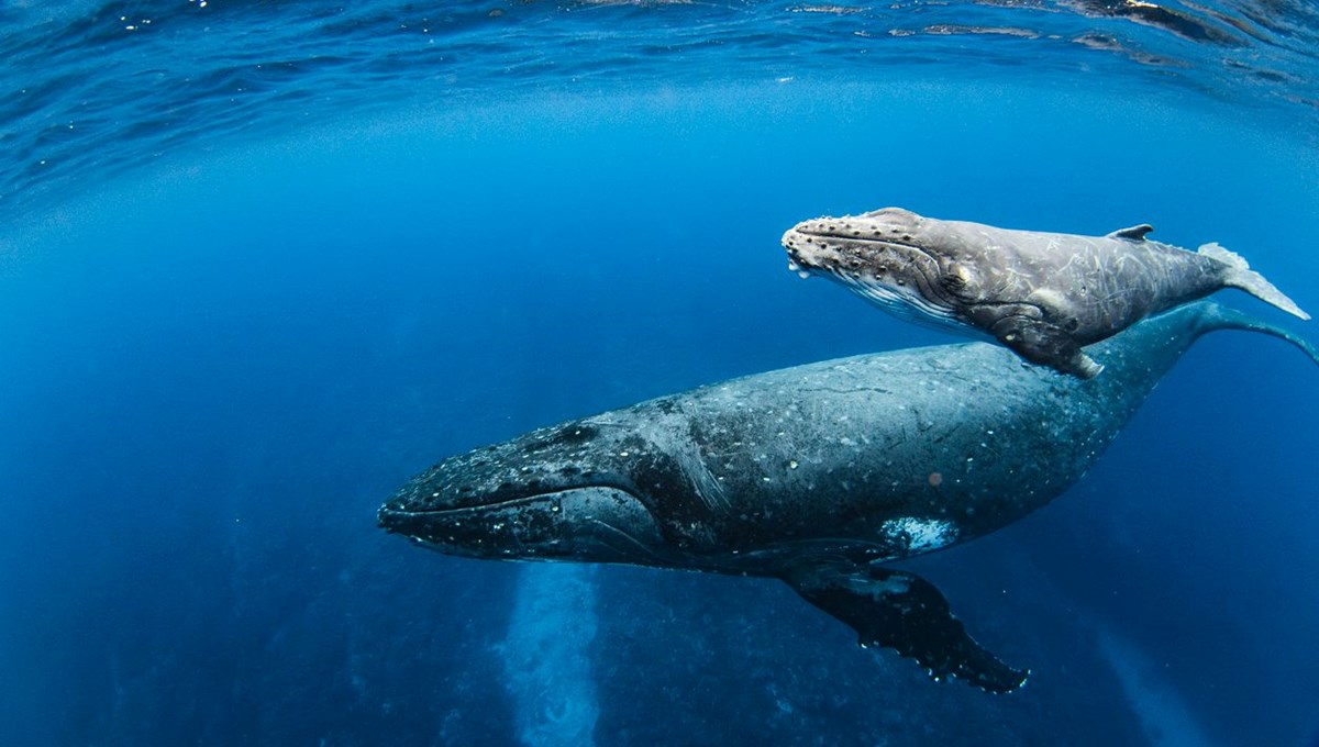 İnsan ömrünü uzatmanın sırrı çözüldü