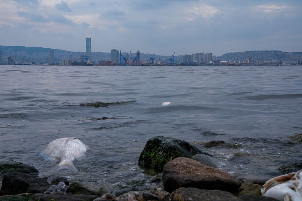 İzmir Körfezi'nde ne oluyor? 50 kat fazla amonyak tespit edildi - 12