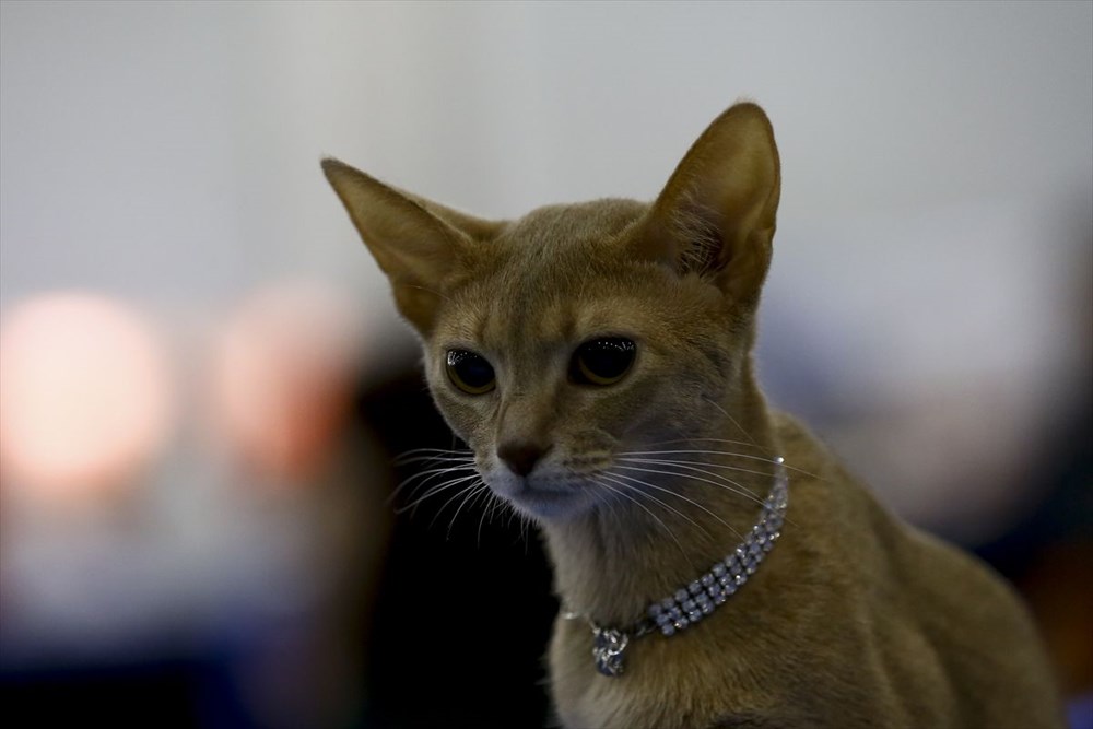 Kedi fuarından renkli fotoğraflar (Catsburg) Magazin Haberleri NTV