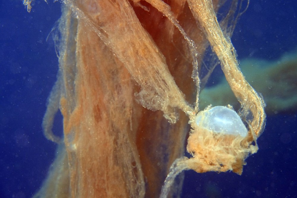 Sualtı görüntülendi... Marmara Denizi'nin müsilajı insan boyutuna ulaştı! Önüne gelen canlıyı hapsediyor - 4