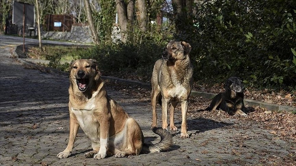 Sokak köpekleri kanun teklifi hazır: Uyutma seçeneği için yeni karar - 6