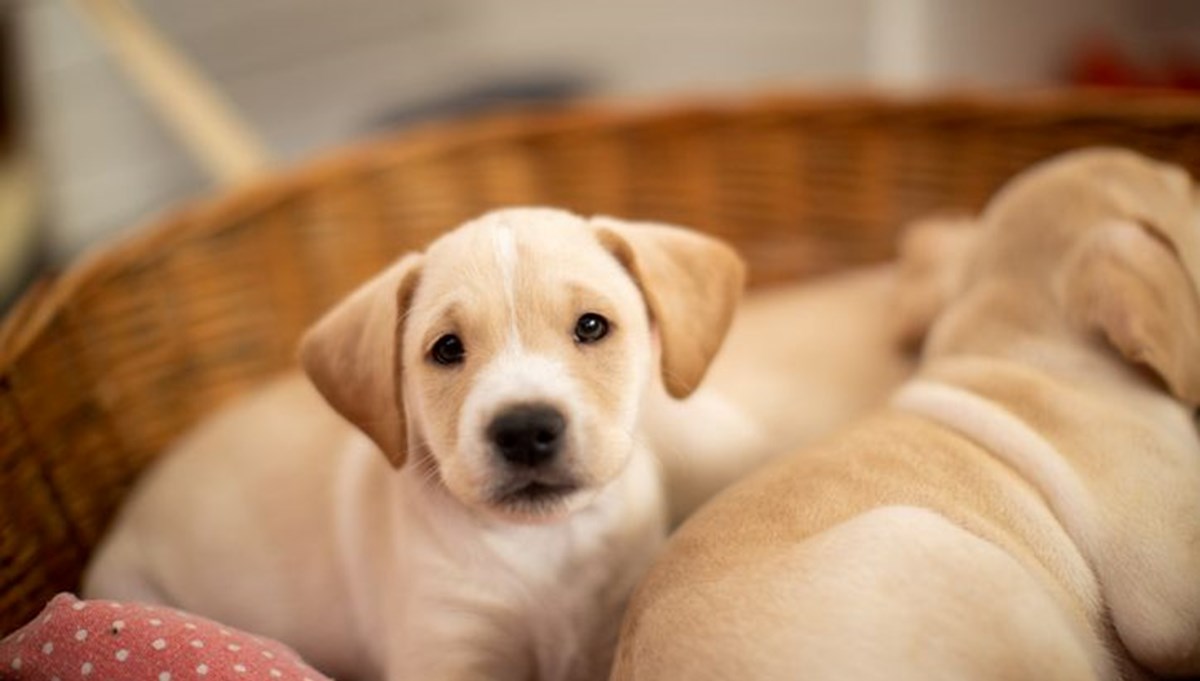 Rüyada yavru köpek görmek ne anlama gelir?