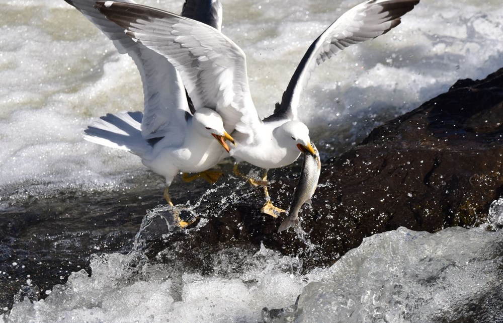 Bu balıkları avlamak sadece martılara serbest - 3
