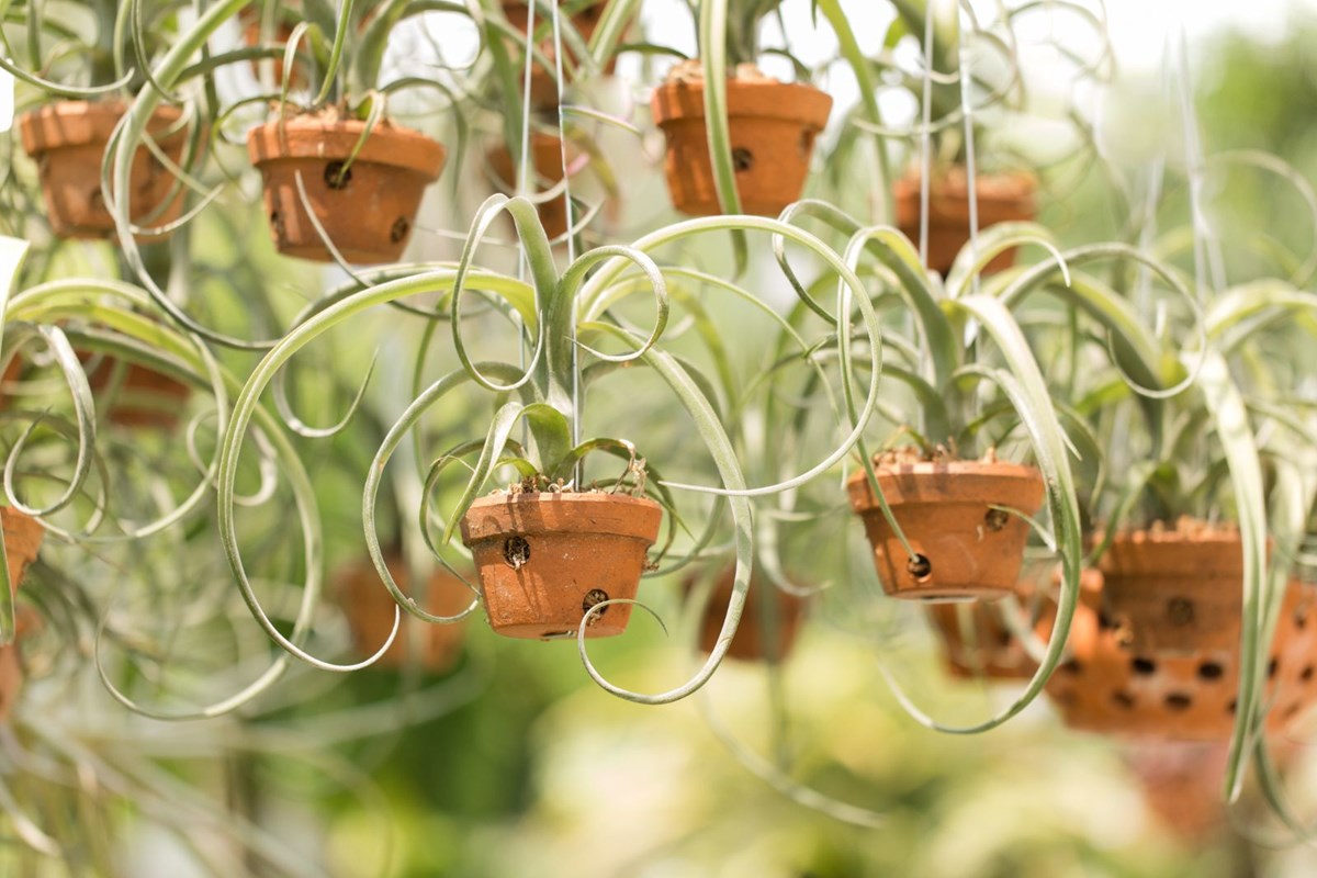 Tillandsia (Hava Çiçeği): Toprağa ihtiyaç duymayan bitki