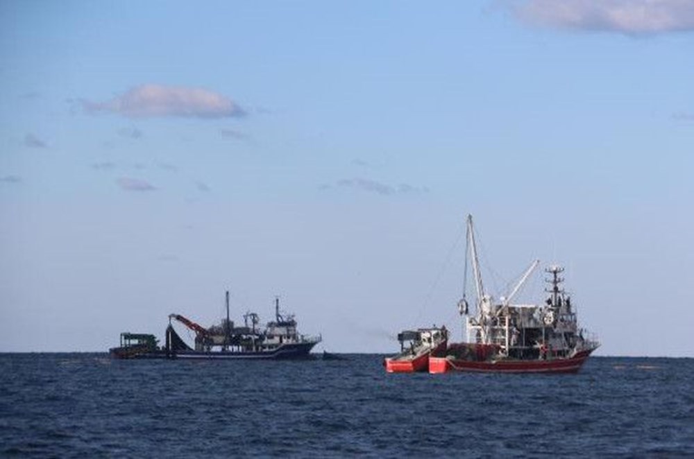 Karadeniz'de 'Pasifik istiridyesi' istilası - 12