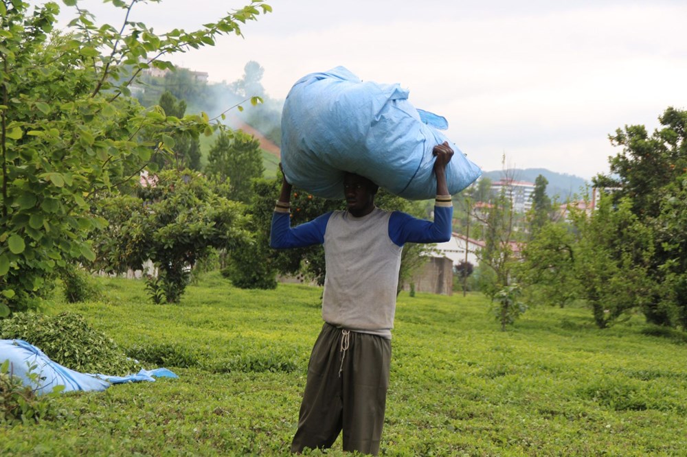 Afrikalı işçiler bu yıl da çay hasadında - 10