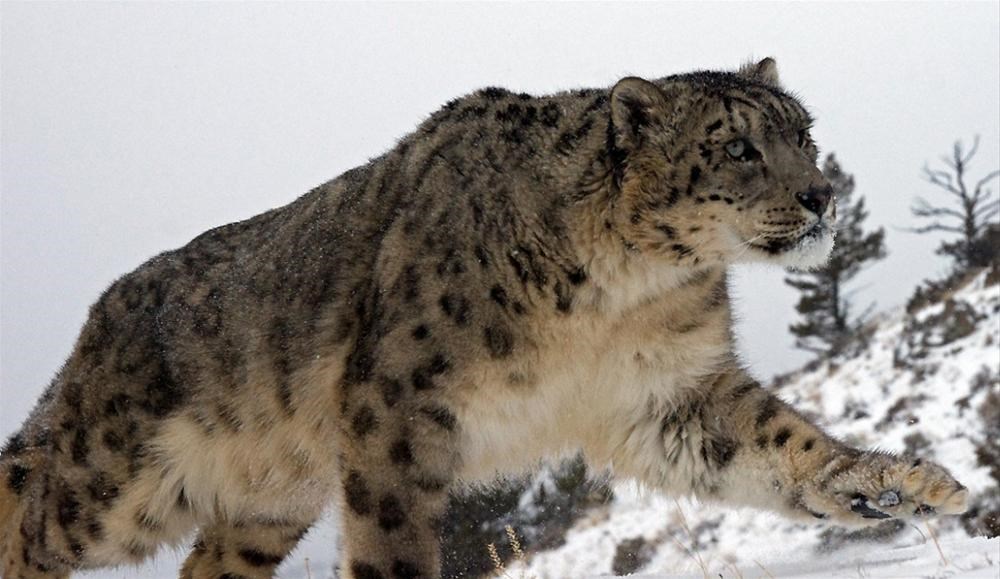 Проект снежный барс 2 класс