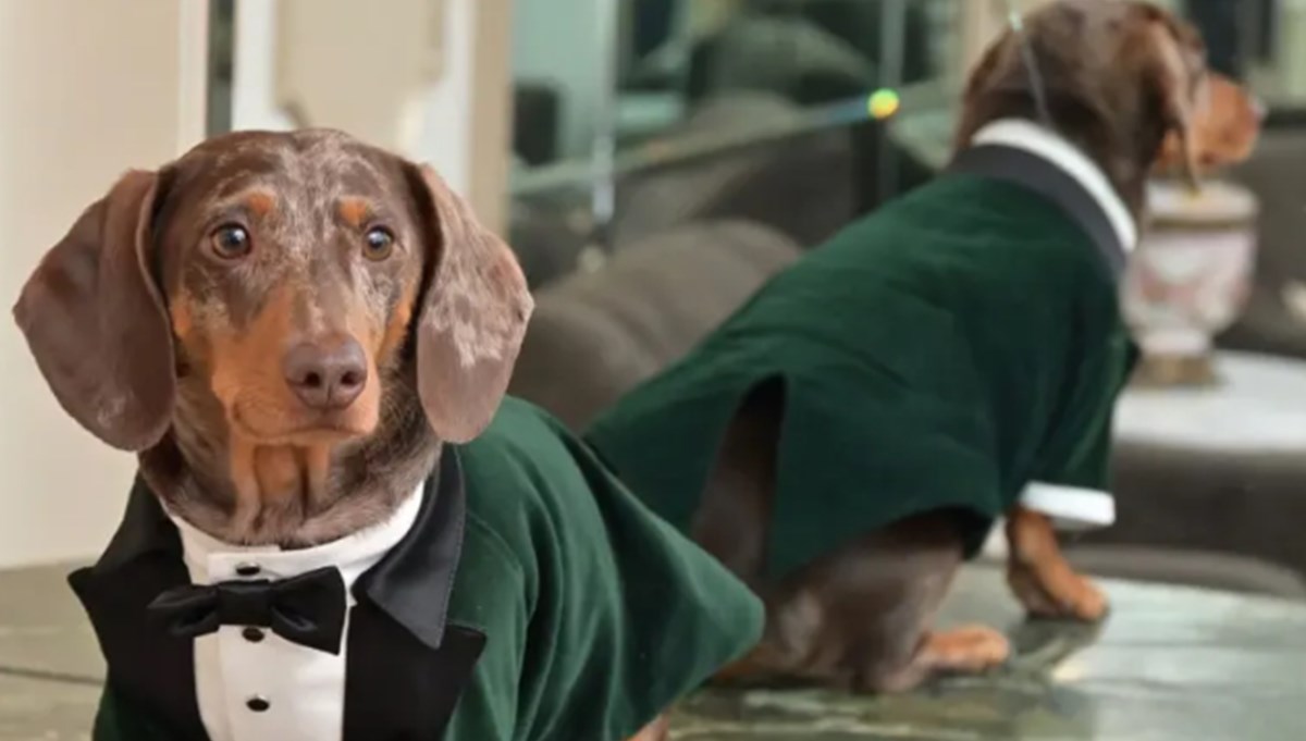 Köpeklerde gizli molekül keşfi